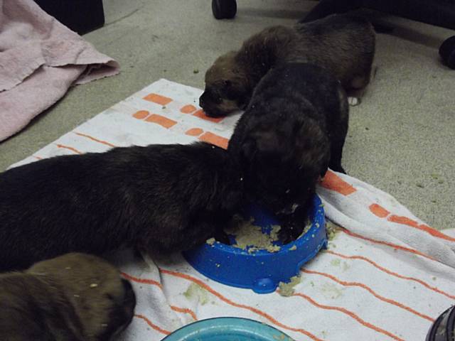 RSPCA Rochdale needs help with abandoned puppies
