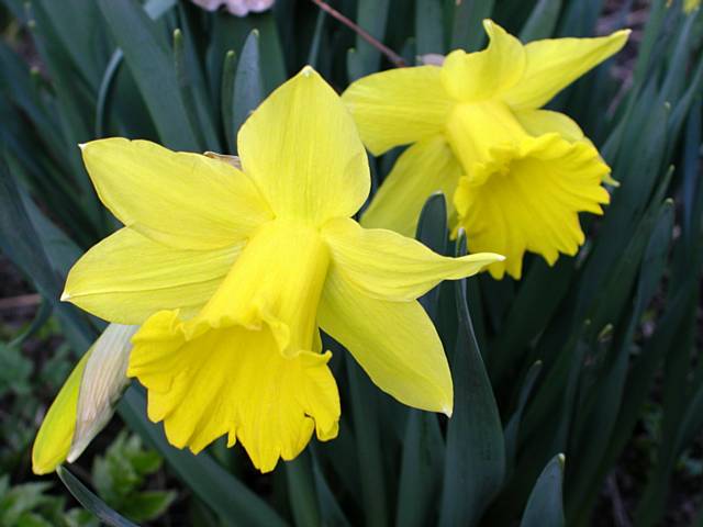 Daffodils