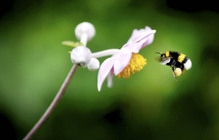 Bee and flower