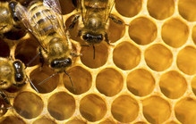 bees in a hive