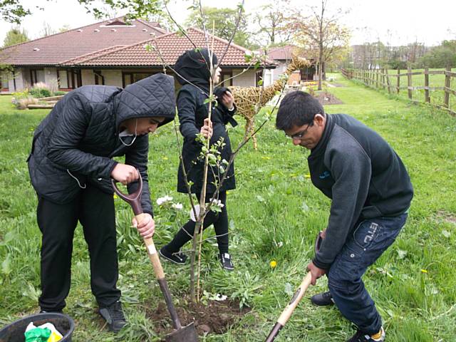 Year 10 pupils from Matthew Moss planting apple trees at Springhill Hospice as part of the Rochdale’s Jubilee Orchard Project