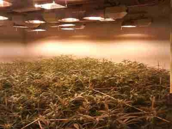 Image of Cannabis cultivation from a seized mobile phone