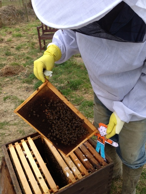 Flat Stanley bee keeping in Wales