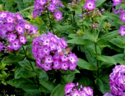 Hummingbird Hawk Moth seen in Rochdale 