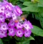 Hummingbird Hawk Moth seen in Rochdale 