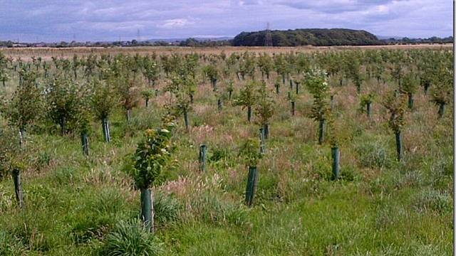 Three Owls Wood nature reserve at Tarleton