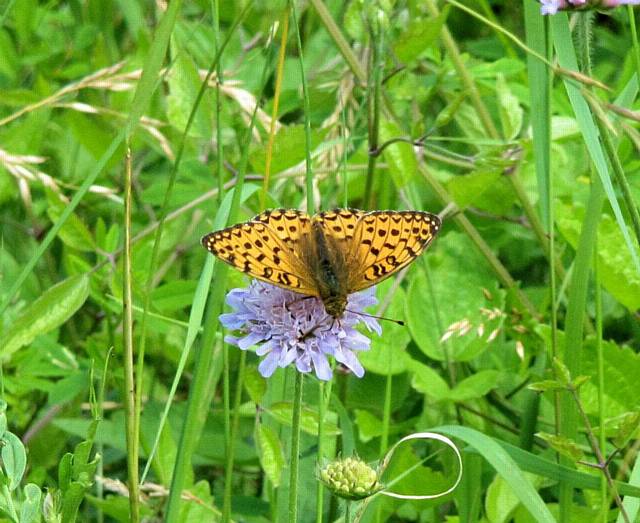 A Dark Green Fritillary (Argynnis aglaja), photo: Clive Mountney