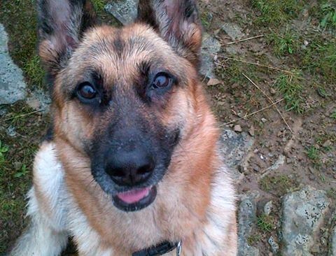 A £1,000 reward is being offered for the return of a black and tan German Shepherd named Cleo