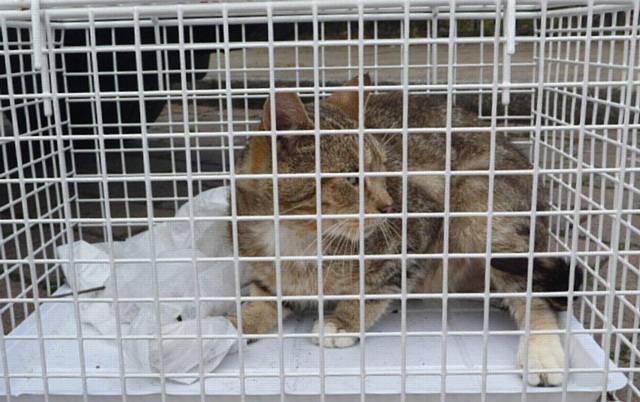 The ginger tabby cat who spent four days stuck 40ft up a tree