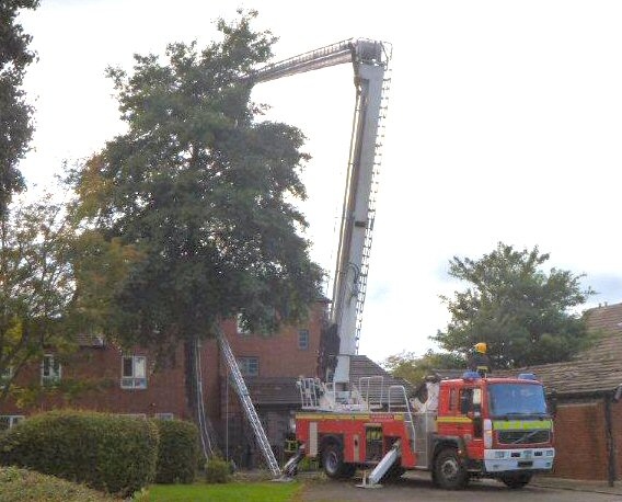 Firefighters rescue cat stuck for four days