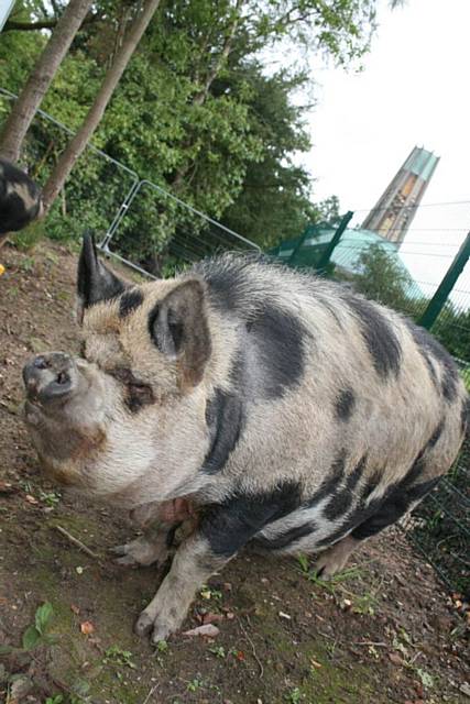 Hettie and Lottie, the new additions to the life sciences development at Hopwood Hall College