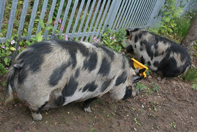 Hettie and Lottie, the new additions to the life sciences development at Hopwood Hall College