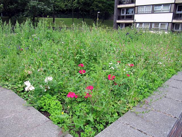 John Wantling cleaned and brightened up College Bank Estate by planting fresh plants