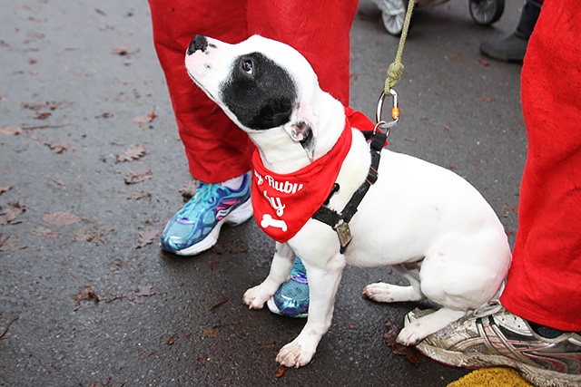 Springhill Hospice Santa Dawdle or Dash<br />Ruby