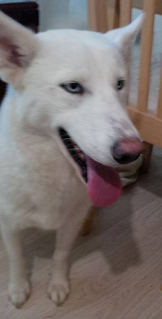 Anica – White Siberian Husky