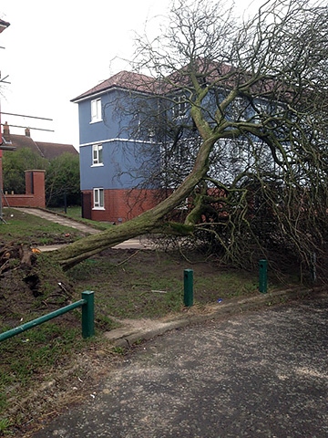 Uprooted tree at The Strand, Kirkholt