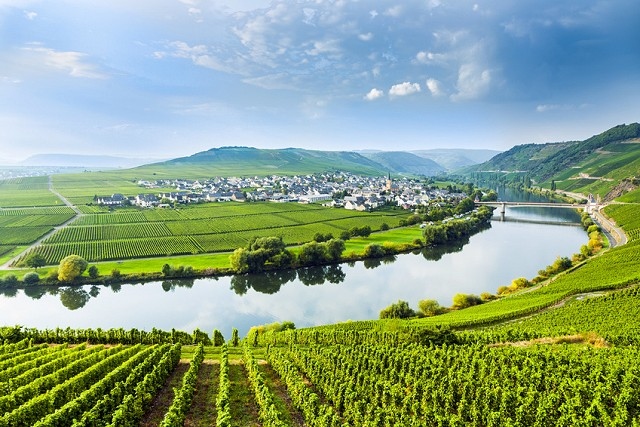 Vines are planted along the steep embankments of the rivers in Germany