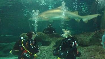 Harriet Barker (right) diving with sharks