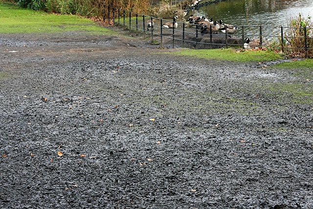 Canada Geese at Springfield Park and a large patch of mud where the geese have destroyed the grass