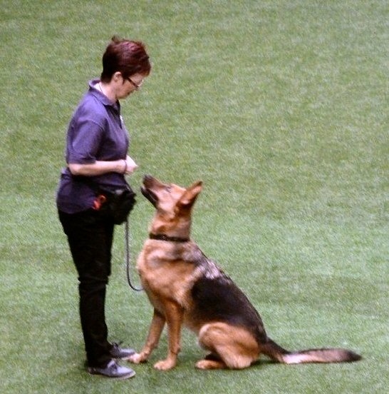 Christine and Simba in the main arena being filmed for television as the crowd looks on