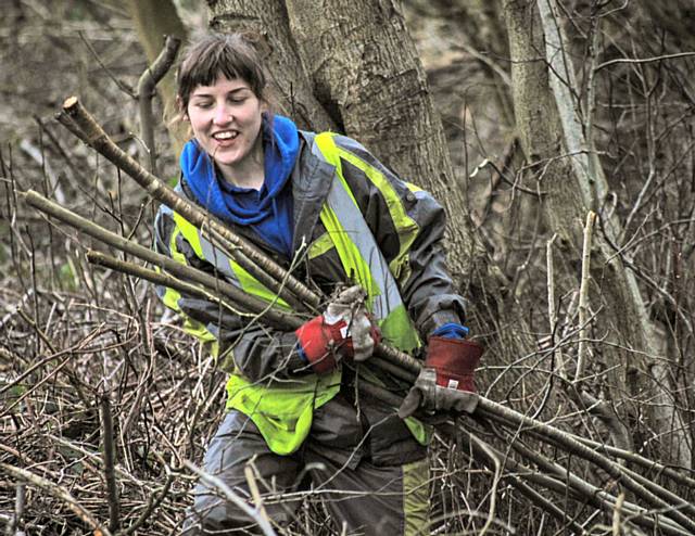 Emily stacking off-cuts into a dead hedge