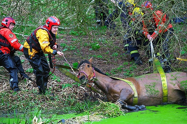 Firefighters from Heywood fire station helped to save Ruby, a one eyed horse who had fallen into a river