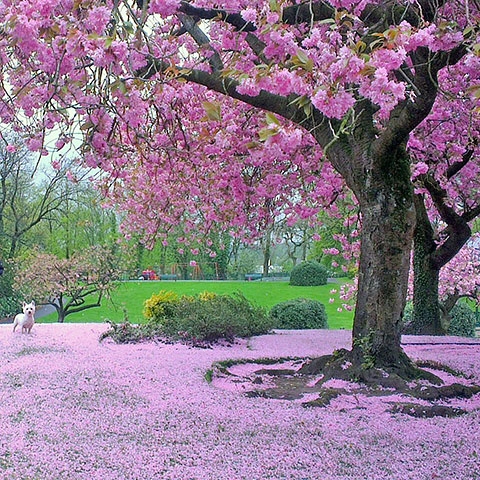 Cherry Blossom carpeting Hare Hill Park