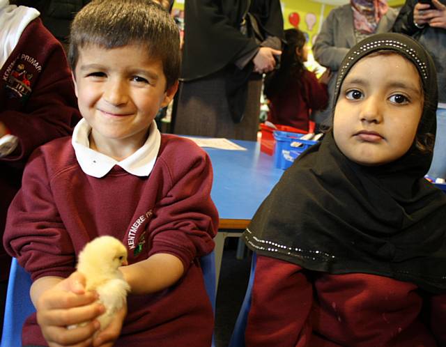 Chicks at Kentmere Primary