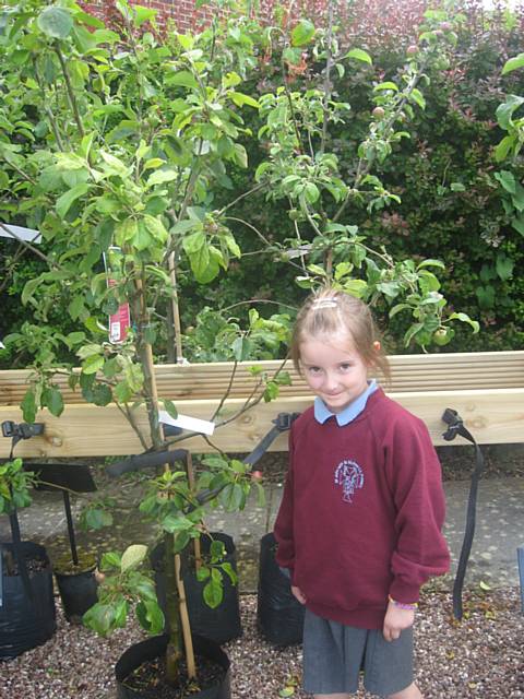 Kadie picking an apple tree