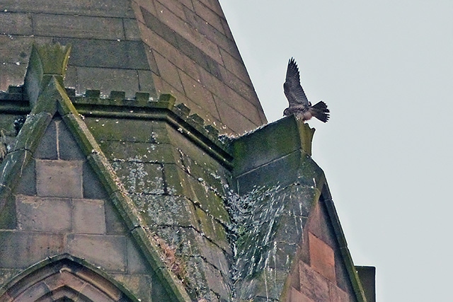 Peregrine Falcons nesting in the Town Hall clock tower