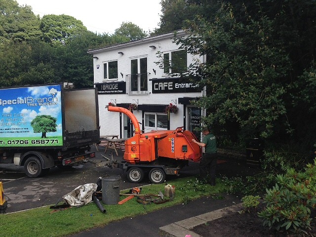 Special Branch Tree Surgeons at Jubilee Park