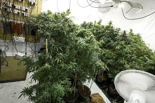 Police keep the pressure on commercial cannabis growers with another week of action aimed at disrupting criminals and educating communities