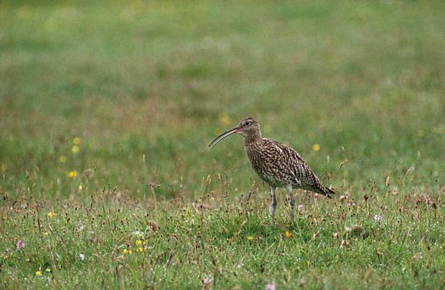 Curlew