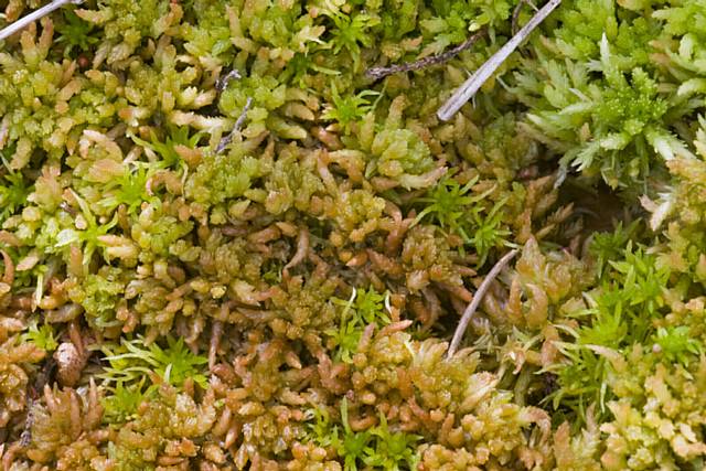 Sphagnum moss