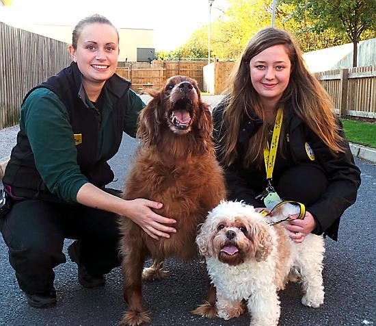 Doggie duo Rosie (left) and Beth  with Canine Carer Jen Lewis (left) and Supporter Relations Officer, Lucy Marsh