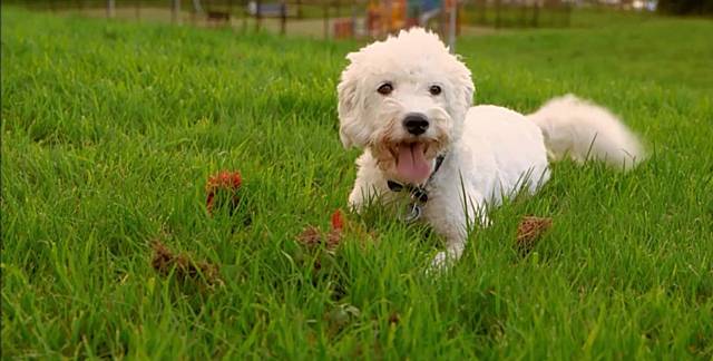 Miley, star of ITV's Paul O'Grady: For the Love of Dogs has found a new home in Rochdale