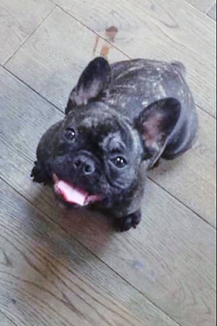 £1,000 reward for safe return of stolen dog