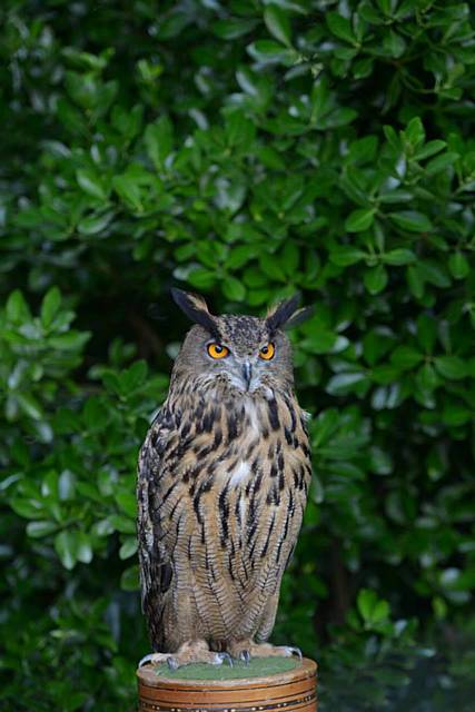 From 11.00am to 4.30pm on New Year’s Eve, 12 birds of prey will be on display by Rochdale Market 