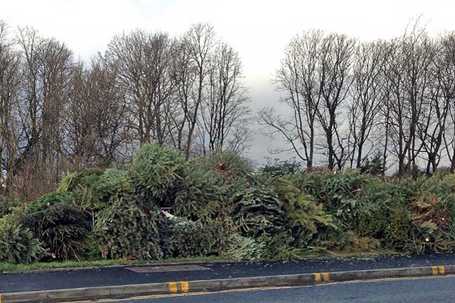 Bamford Christmas tree recycling point full to the brim