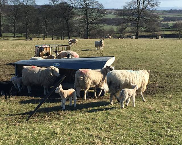 A sheep had to be rescued after it became stuck