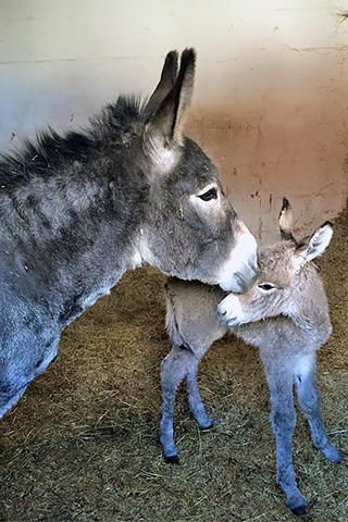 Poppy the donkey with her new foal