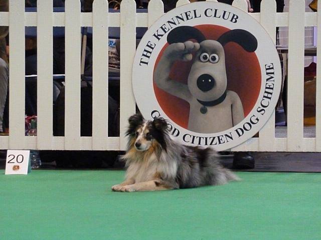 Pepper owned by Barbara Slack taking part in the Good Citizen Pre Beginners Final at Crufts