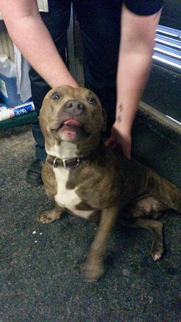 The well looked after brown/tan male Staffie found in Rochdale town centre