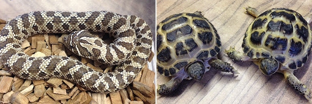 One of the snakes and two tortoises stolen from Repatcular