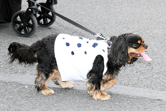 Norden Carnival