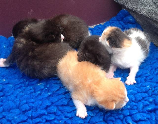 The abandoned kitten is the jet black kitten in the centre of the picture