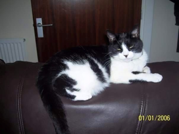 Molly the cat has been missing from Daventry Road, Kirkholt since Thursday 18 June.