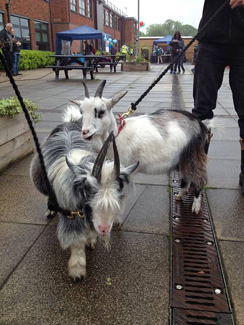 Hopwood Hall College goats Frank and Winnie