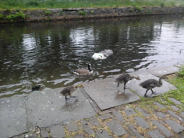 Rochdale Canal