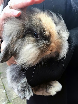 Molly, the baby rabbit stolen during burglary